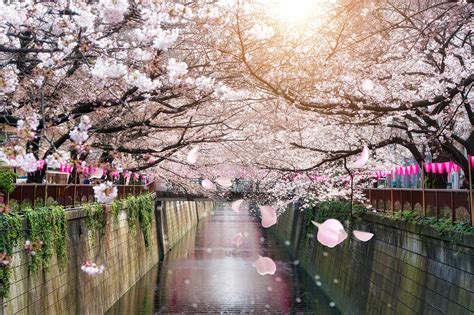 10 Best Cherry Blossom Spots in Japan - Where to View Japan's Cherry Blossoms - Go Guides
