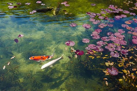 Monet's Pond in Japan Looks Like a Painting Come to Life