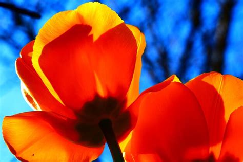 Premium Photo | Close-up of red tulip