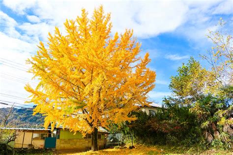 25 of the Best Ginkgo Biloba Cultivars for Your Landscape