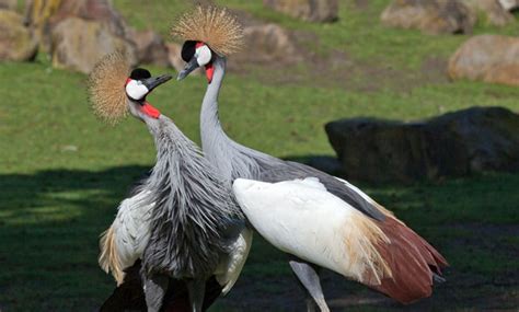 East African Crowned Crane - San Francisco Zoo & Gardens