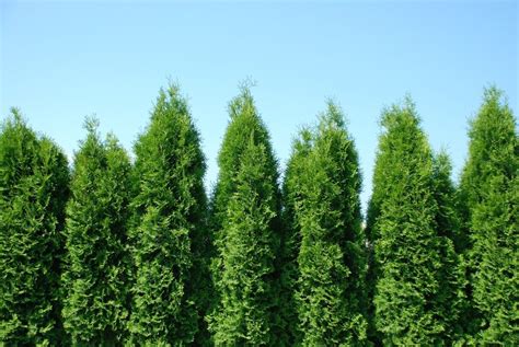 Thuja Green Giant Arborvitae Spacing and Growth Rate