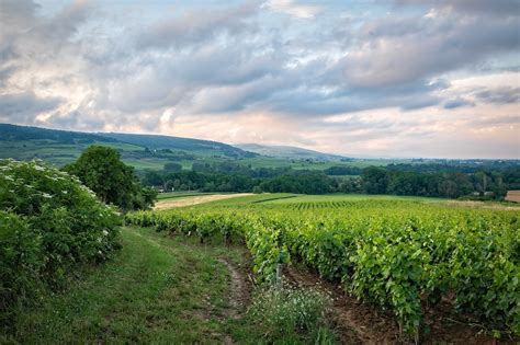 Burgundy Wine Tastings Tour in Dijon France | The Intl Kitchen