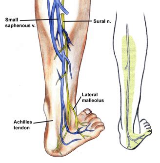 Sural nerve - Location, Function, Anatomy and Pictures