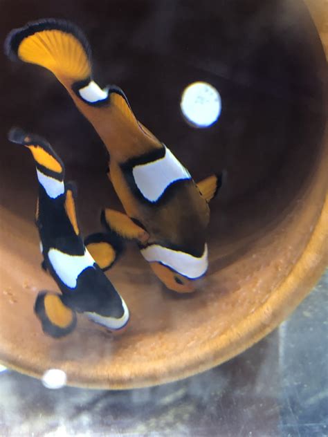 Clownfish BREEDING PAIRS | REEF2REEF Saltwater and Reef Aquarium Forum