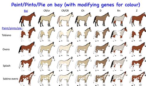 Horse Genetics 2.0: Colours | Laboratoire de génétique vétérinaire