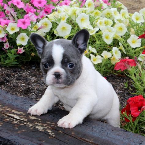 French Bulldog Puppies for Sale (Near Me) | VIP Puppies