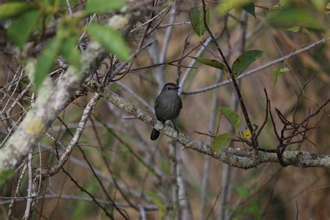 GRAY CATBIRD | FIELD MARKS- dark gray overall black cap long… | Flickr