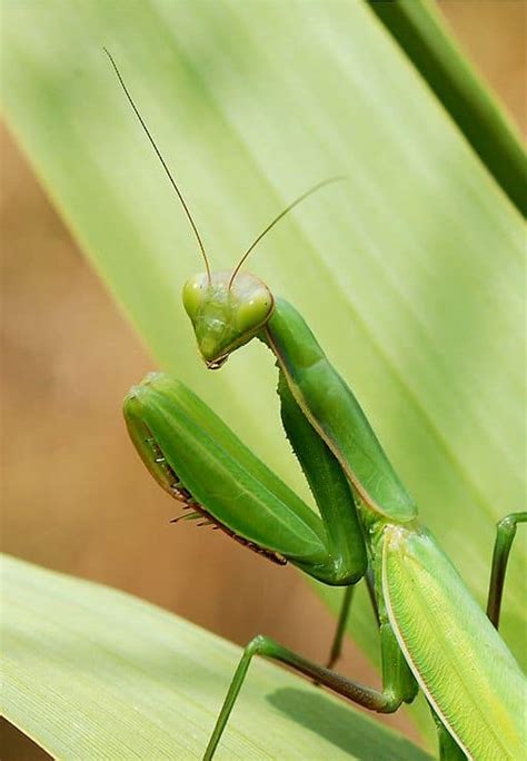 Praying Mantis