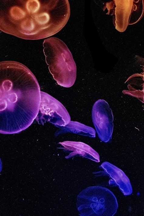 Bioluminescent Jellyfish Wallpaper