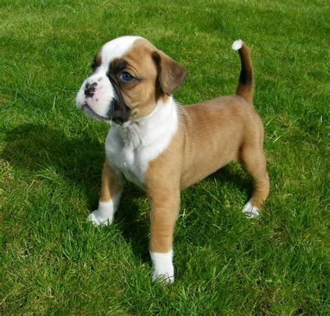 Boxer Puppies For Adoption Near Me - Boxer Puppies For Sale In Chennai ...