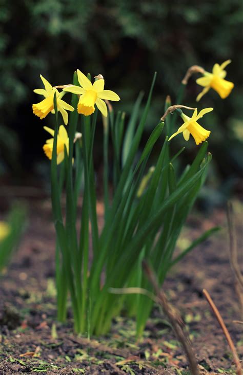 Super Symbolic Daffodil Meanings on Whats-Your-Sign