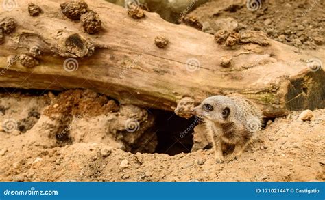 A Meerkat Comes Out of a Burrow Dug into the Ground Under a Wooden Log ...