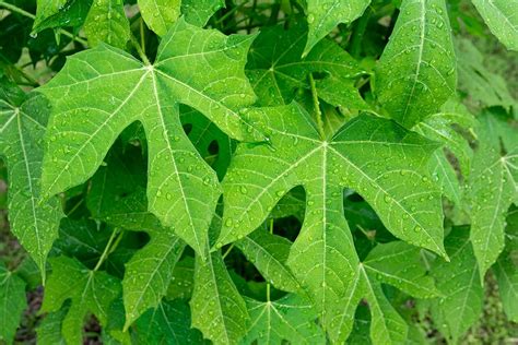 Tree Spinach: How to Plant, Grow and Harvest Chaya