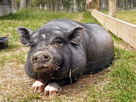 Domestic Pig | Intelligent, Social and Emotional Animal Pet