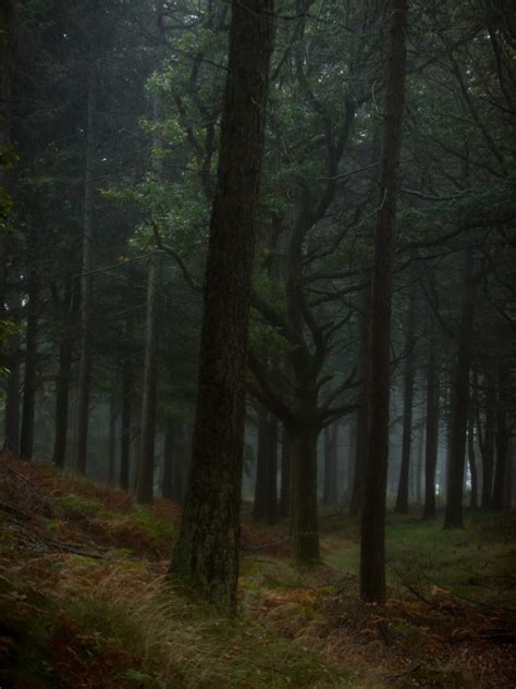 Ultimate Guide to Forest Photography - Tips and Tricks | Click and Learn Photography