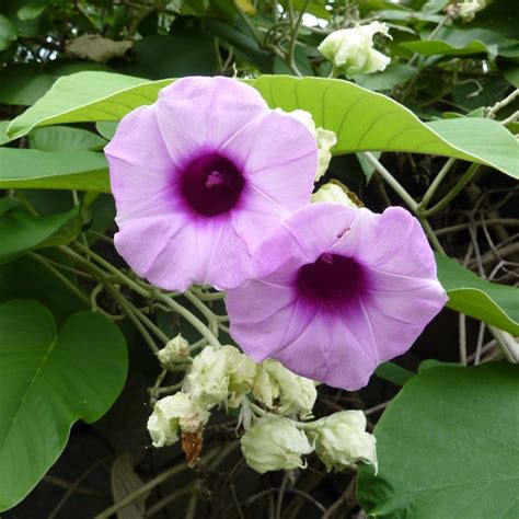 Hawaiian Baby Woodrose Seeds (Argyreia nervosa) - Ár: €2.35