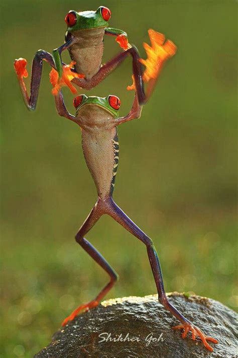 Leap Frog! | Funny animal pictures, Funny frogs, Cute animals