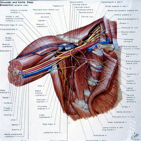 shoulder anatomy 4 - Scottsdale Joint Center