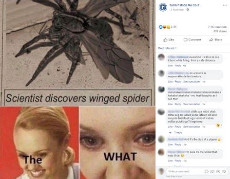 Winged spider ‘discovery’ claim doesn’t fly - Australian Associated Press