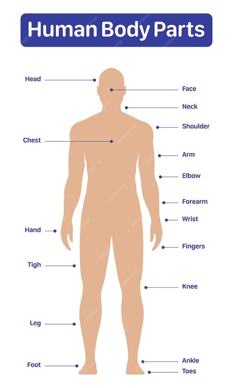 Premium Vector | Male human body parts medical diagram poster vector illustration on a white ...