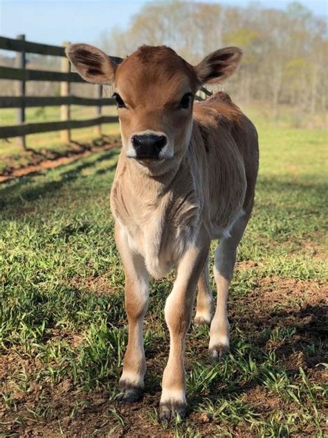 Pin by Theresa Dieck on Country life | Cute baby cow, Baby cows, Cow ...