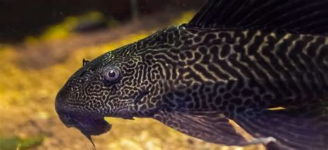 Pleco Fish (Plecostomus) - Lifespan, Care Guides, And More!