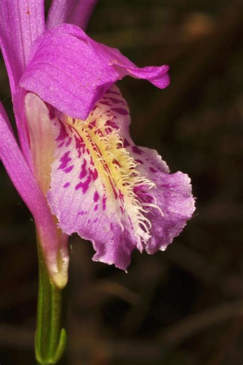 Arethusa bulbosa (Dragon's Mouth): Go Orchids