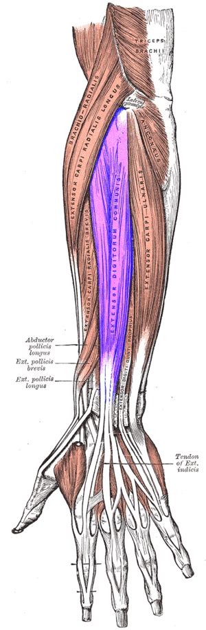 Thumb Extensor Tendonitis