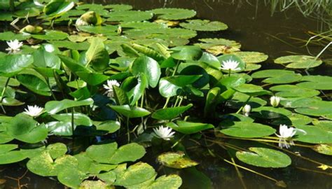 Characteristics of Aquatic Plants | Sciencing