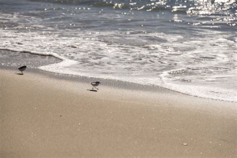 Sand piper stock image. Image of legs, food, beach, fauna - 65081315