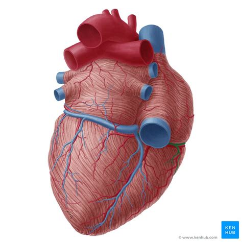 Small cardiac vein: Anatomy, tributaries, drainage | Kenhub