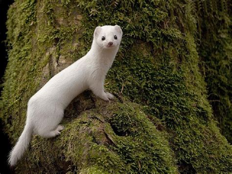 Least Weasel | Coniferous Forest