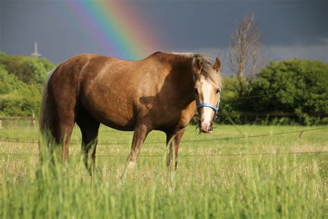 Wild Horse`s Valley © – Freedom for horses