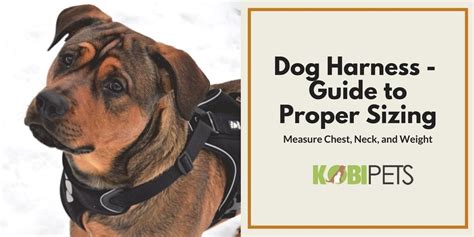 How to Choose the Right Size Harness for Your Dog? (Infographic)