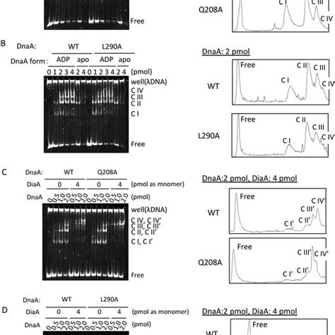 Structure of oriC, DnaA, the initiation complex, DARS1, and DARS2. (A)... | Download Scientific ...