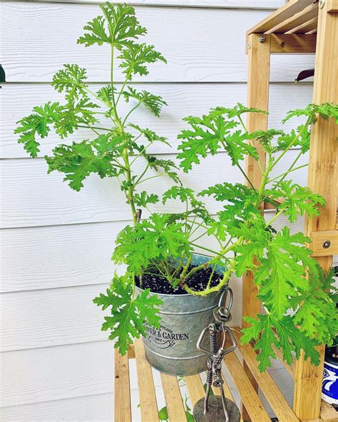 Citronella Plant (Pelargonium citrosum) Care - How to Take Care & Grow Citronella Plant - Indoor ...