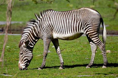 Zebra | Animal State