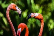 Zwei sprechende Flamingos Kostenloses Stock Bild - Public Domain Pictures