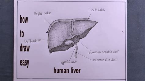 how to draw human liver easy/human liver drawing - YouTube