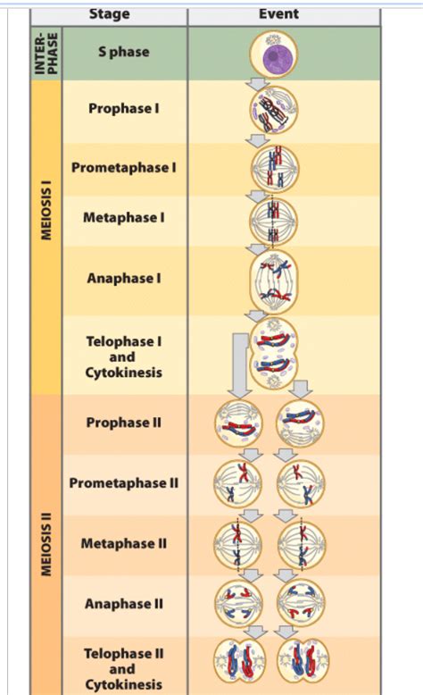 Prometaphase Meiosis