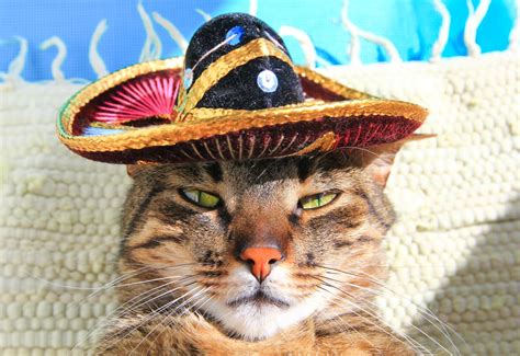 Cat Wearing His 'Judgy' Hats Is the Best Thing We've Seen All Day