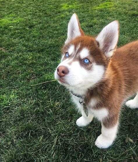 Red Siberian Husky 12 weeks | Siberian husky puppies, Cute husky puppies, Husky dogs