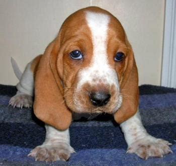 Bagle Hound (Basset Hound Beagle Mix) Info, Facts, Temperament, Training, Puppies, Pictures