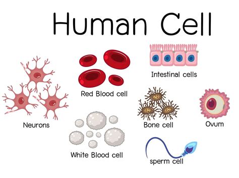 Human cell diagram design 1338048 Vector Art at Vecteezy