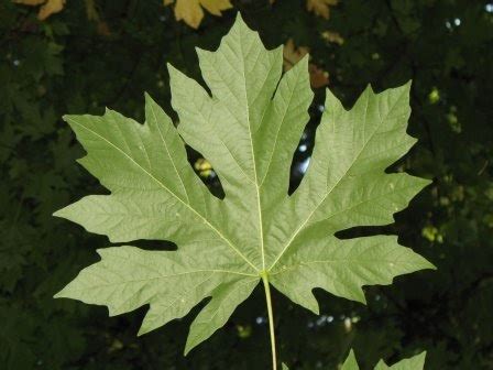 The World´s Tree Species: Big Leaf Maple - Acer macrophyllum