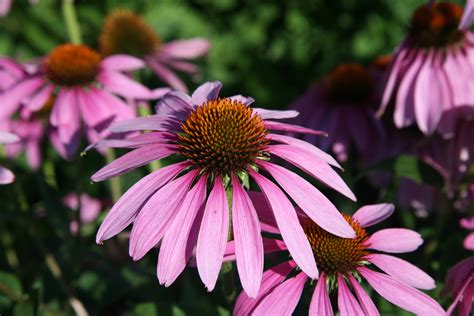 Echinacea purpurea – NutraWiki