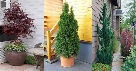 Evergreen Trees For Screening Small Garden | Fasci Garden