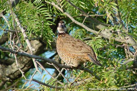 Registration underway for South Texas Wildlife Conference - Texas Farm Bureau