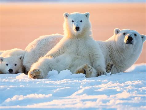 Award-winning photos of polar bears to celebrate International Polar Bear Day - Insider | Polar ...